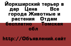 Йоркширский терьер в дар › Цена ­ 1 - Все города Животные и растения » Отдам бесплатно   . Томская обл.